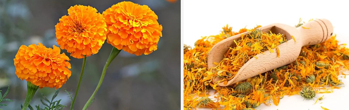 Source of Lutein..jpg